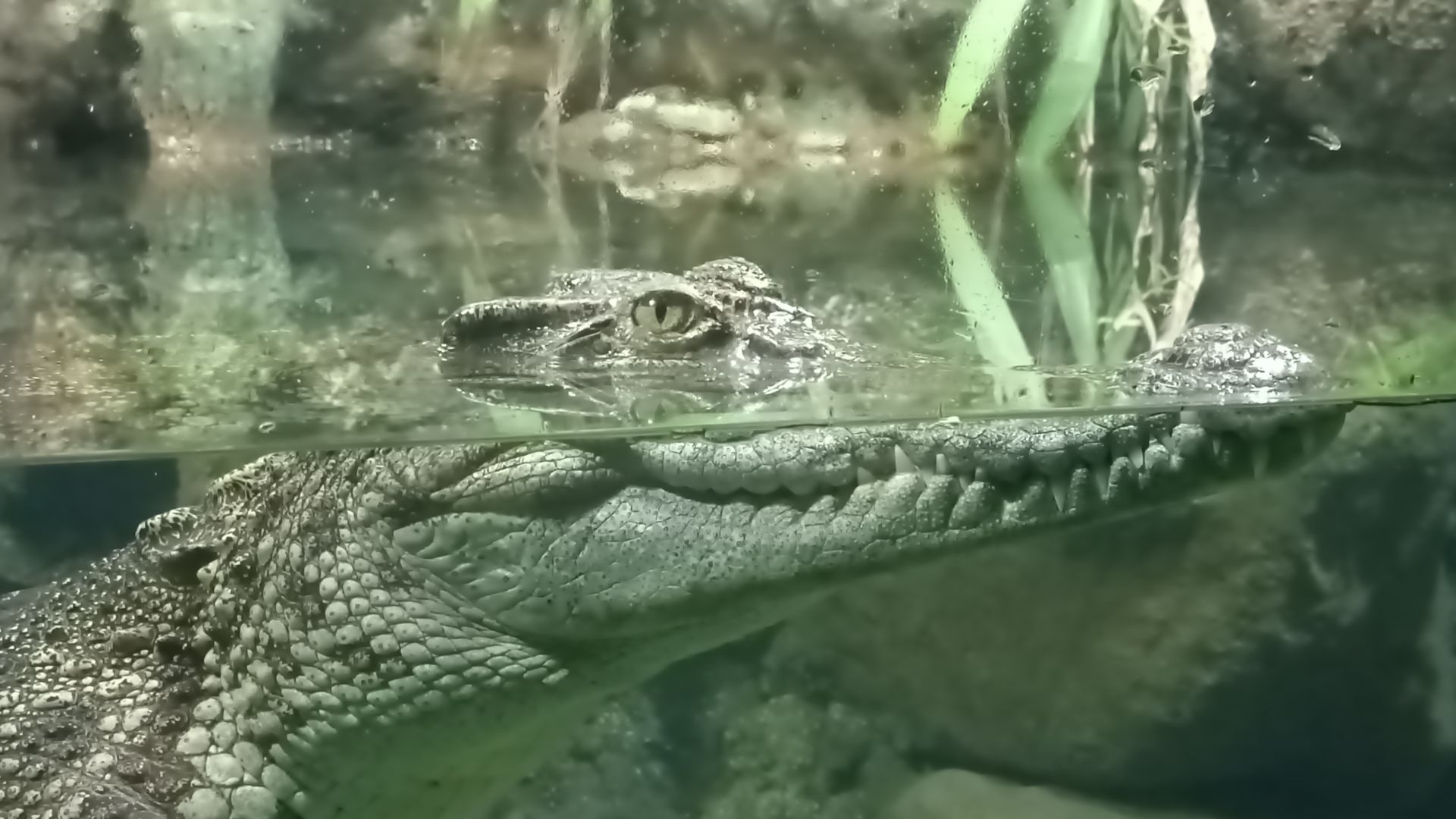 reptiles-at-singapore-zoo